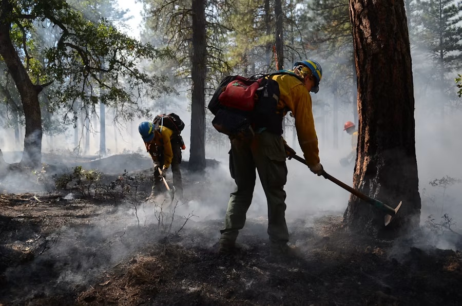 Wildland firefighters working in forest conditions